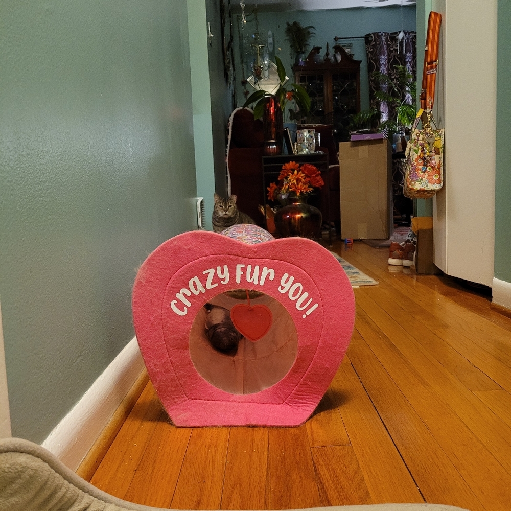Cat tunnel playtime